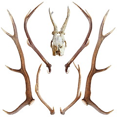 Image showing collection of hunting trophies