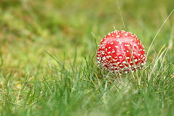 Image showing colorful amanita muscaria