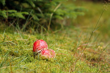 Image showing colorful amanita muscaria