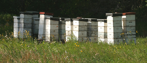 Image showing wooden bee hives