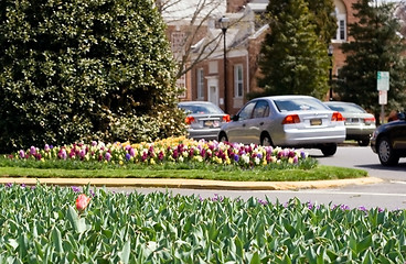 Image showing Spring Flowers