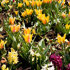 Image showing Spring Flowers