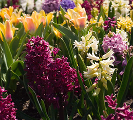 Image showing Spring Flowers