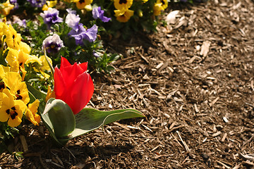 Image showing Spring Flowers