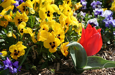 Image showing Spring Flowers