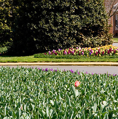 Image showing Spring Flowers