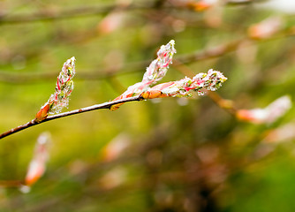 Image showing Spring Buds