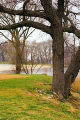 Image showing Trees at Silver Lake