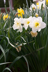 Image showing Daffodils