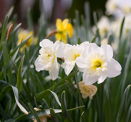 Image showing Daffodils