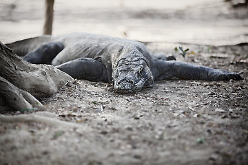 Image showing Komodo Dragon