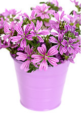 Image showing wild violet flowers in bucket