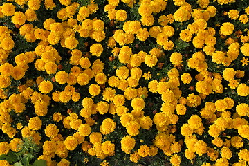 Image showing Yellow Marigolds