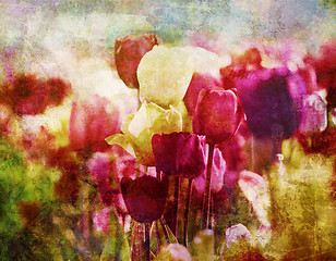 Image showing retro tulips in springtime