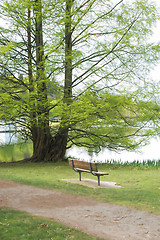 Image showing Park Bench