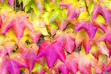 Image showing autumnal painted leaves