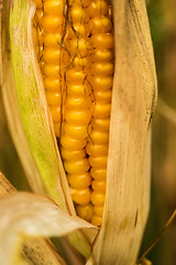 Image showing Ripe corn with peel