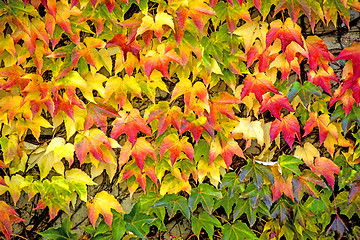 Image showing autumnal painted leaves