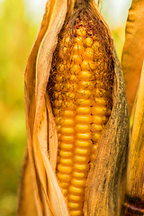 Image showing Ripe corn with peel