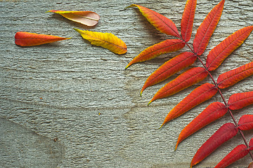 Image showing Autumnal leaves