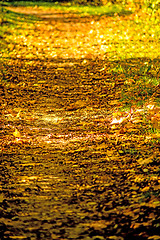 Image showing autumnal painted leaves in evening sun on a way