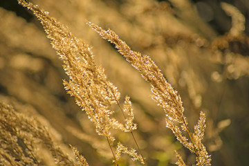 Image showing grass in wind and backlight