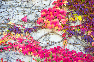 Image showing autumnal painted leaves