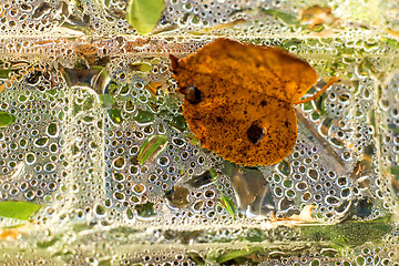 Image showing box with rain drops and autumnal leaf 