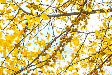 Image showing Ginkgo leaves and fruits in autumnal color