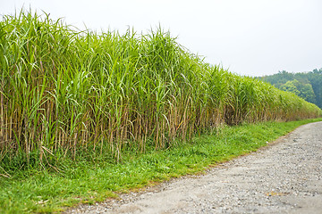 Image showing switch grass