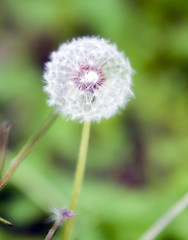 Image showing Dandelion