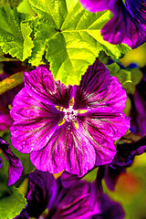 Image showing mallow, medicinal plant