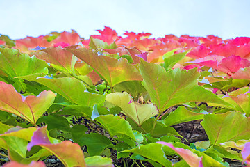 Image showing autumnal painted leaves