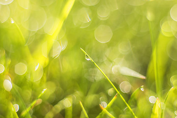 Image showing grass with dew drops