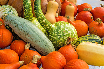 Image showing squash in different kinds