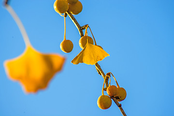 Image showing Ginkgo leaves and fruits in autumnal color