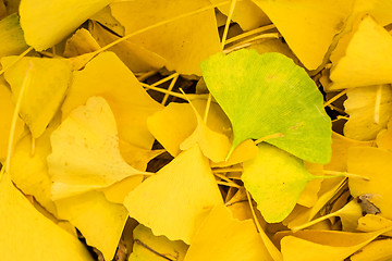 Image showing Ginkgo leaves in autumnal color