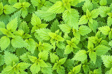 Image showing Stinging nettle, Urtica dioica  