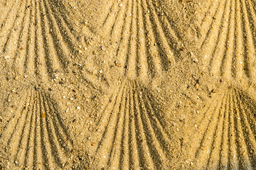 Image showing Scallop at a beach