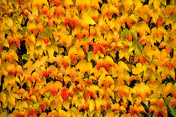 Image showing autumnal painted leaves