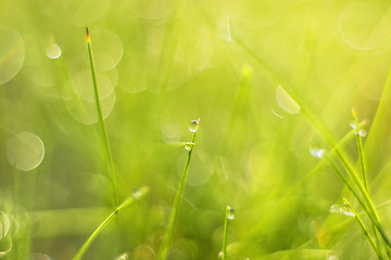 Image showing grass with dew drops