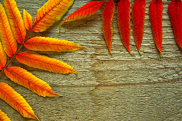 Image showing Autumnal leaves