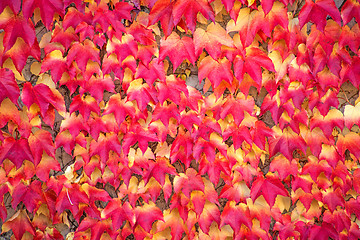 Image showing autumnal painted leaves