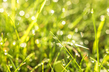 Image showing grass with dew drops