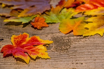 Image showing autumnal painted leaves in evening sun