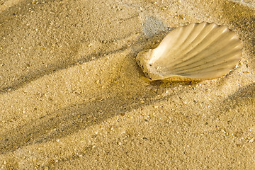 Image showing Scallop at a beach