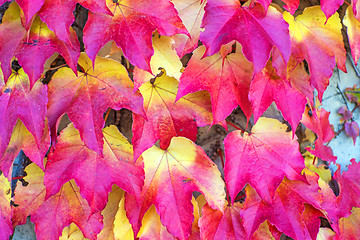 Image showing autumnal painted leaves