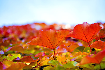 Image showing autumnal painted leaves