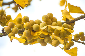 Image showing Ginkgo leaves and fruits in autumnal color