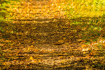 Image showing autumnal painted leaves